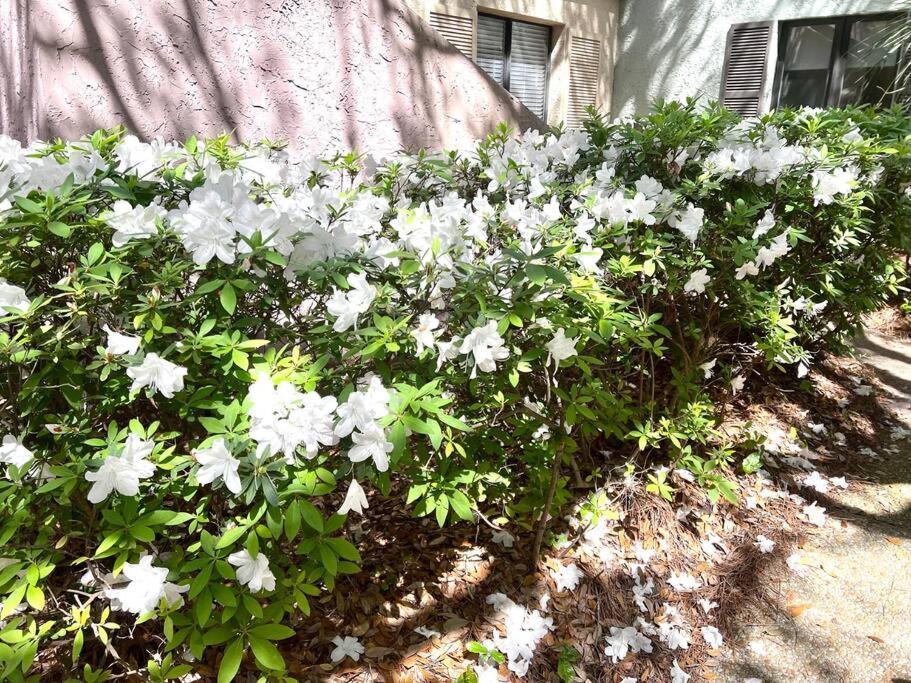 Вилла New Pics! Harbour Town 3Br/3Ba - Pool Access - Book Now Хилтон-Хед-Айленд Экстерьер фото